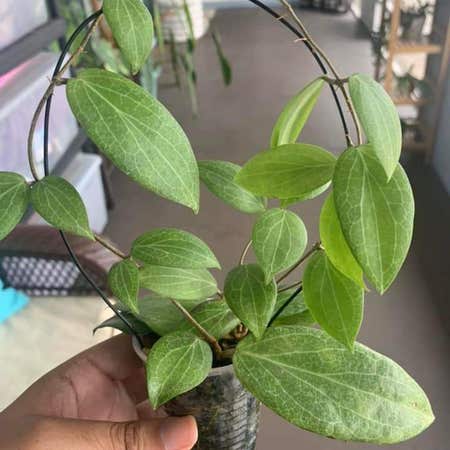 Photo of the plant species Hoya fitchii by @LivelyBacchus named Keanu Leaves on Greg, the plant care app