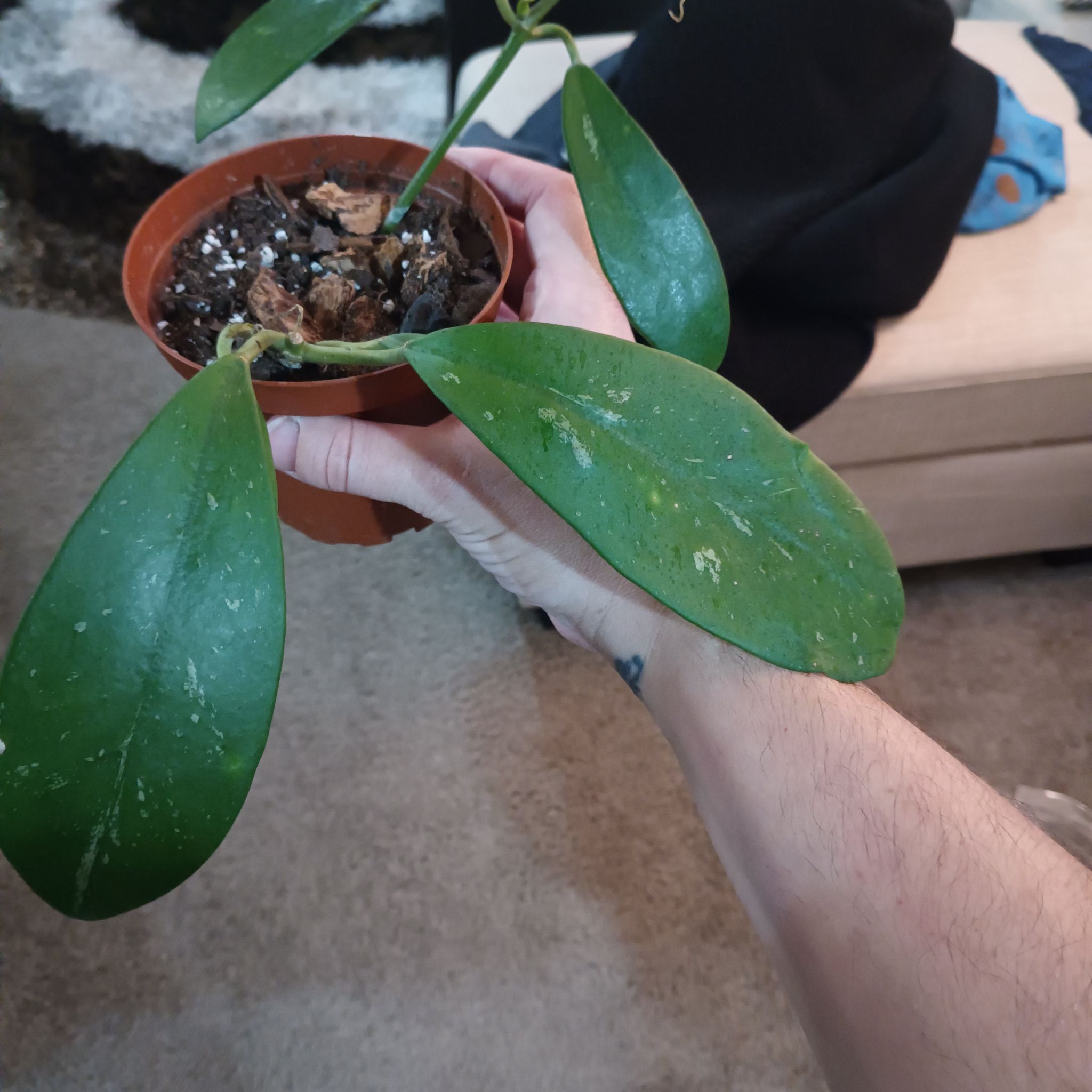 Photo of the plant species Hoya diversifolia by @LivelyBacchus named Lola on Greg, the plant care app