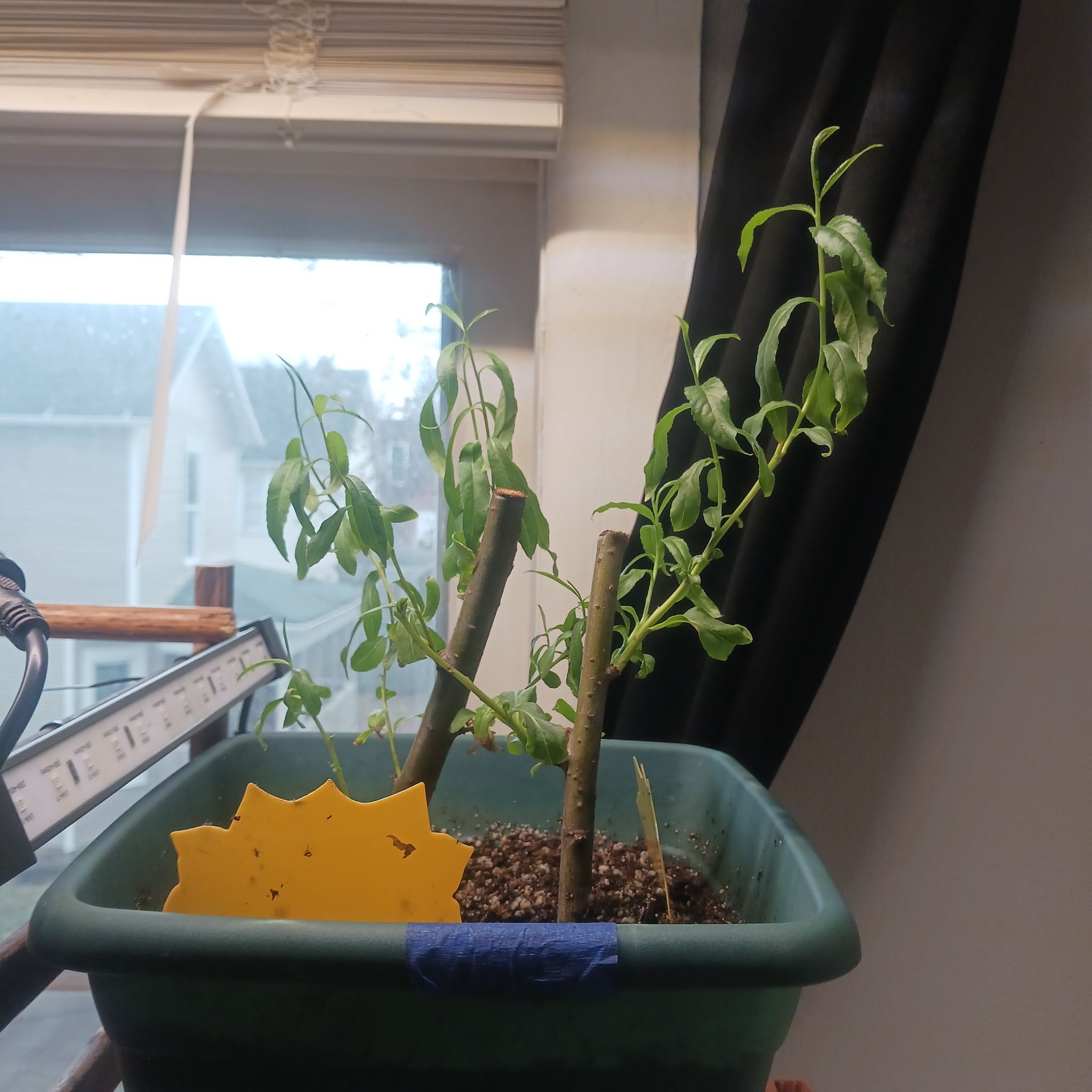Photo of the plant species Bonsia Weaping Willow by @HighTearose named Navajo on Greg, the plant care app