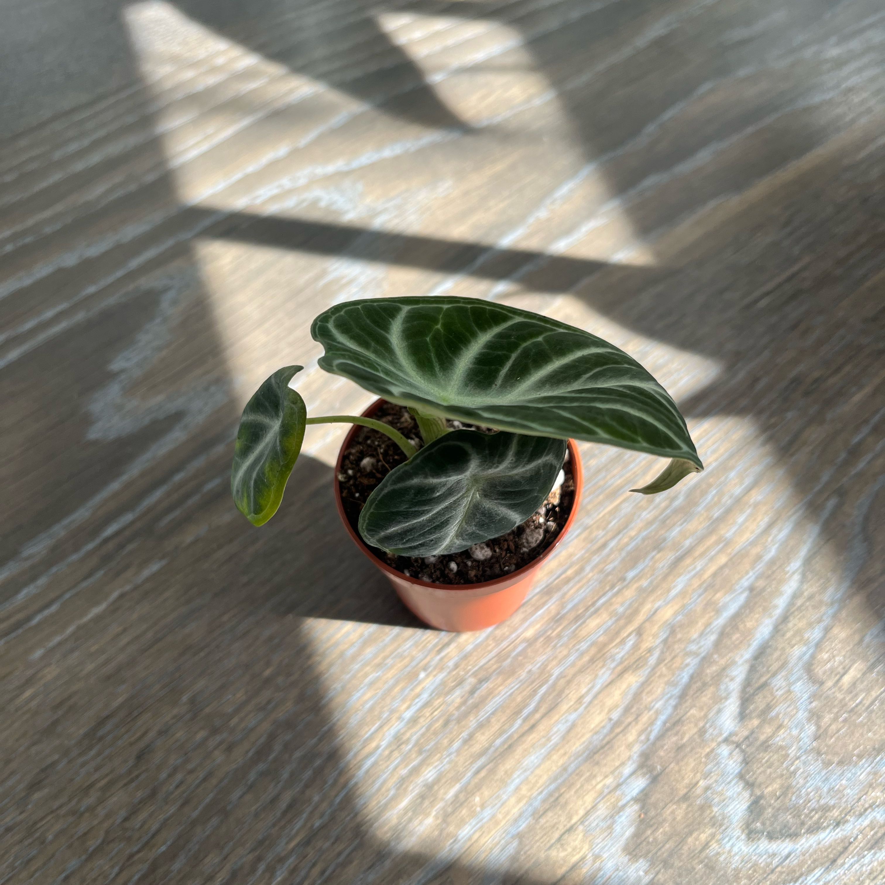 A healthy Alocasia Ninja plant in a small pot with dark green leaves and white veins.