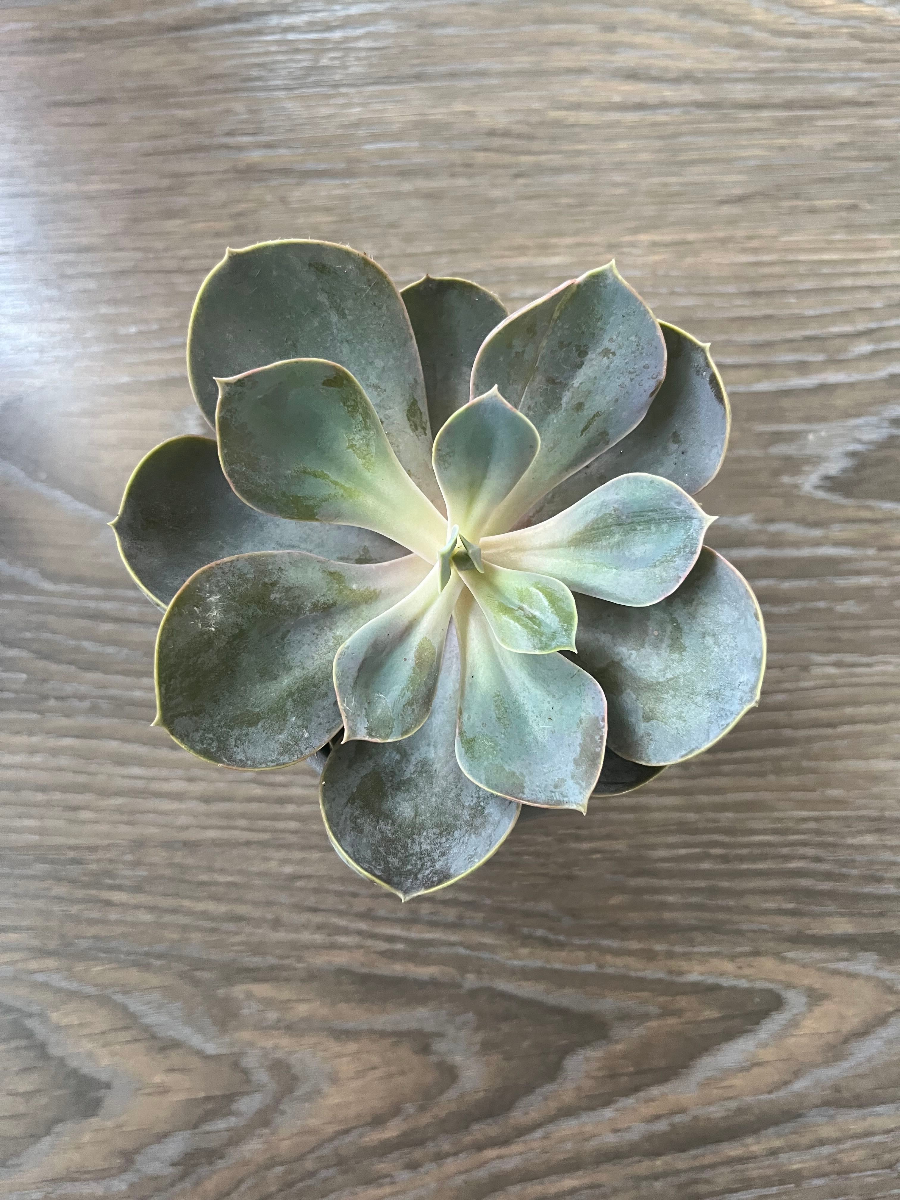 white-spots-on-toenails