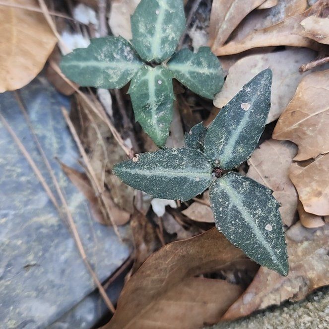 Photo of the plant species Spotted Wintergreen by @FocusedBulrush named Michelle Branch on Greg, the plant care app