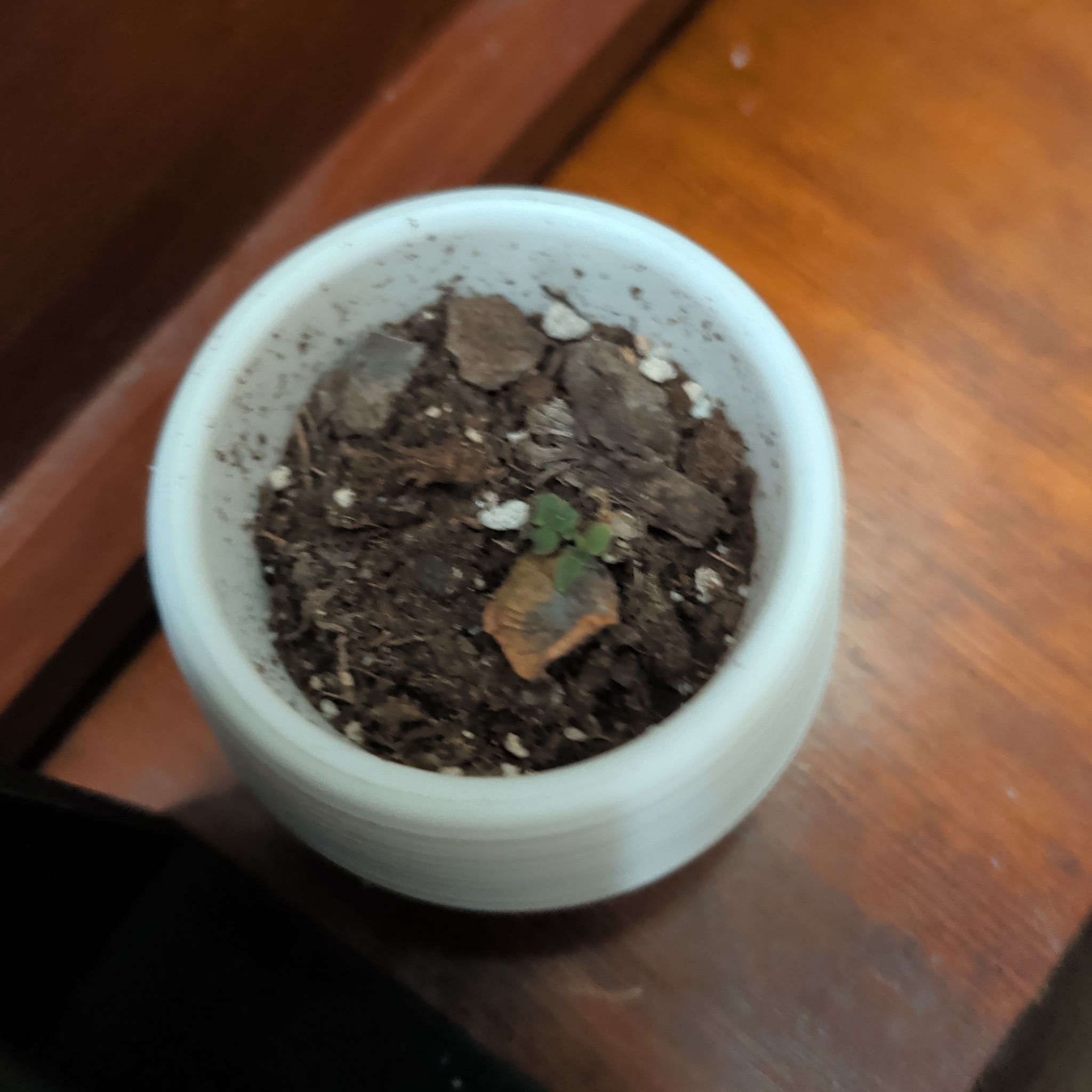 Photo of the plant species Ripple Jade by @ashleym named Tree Diddy on Greg, the plant care app