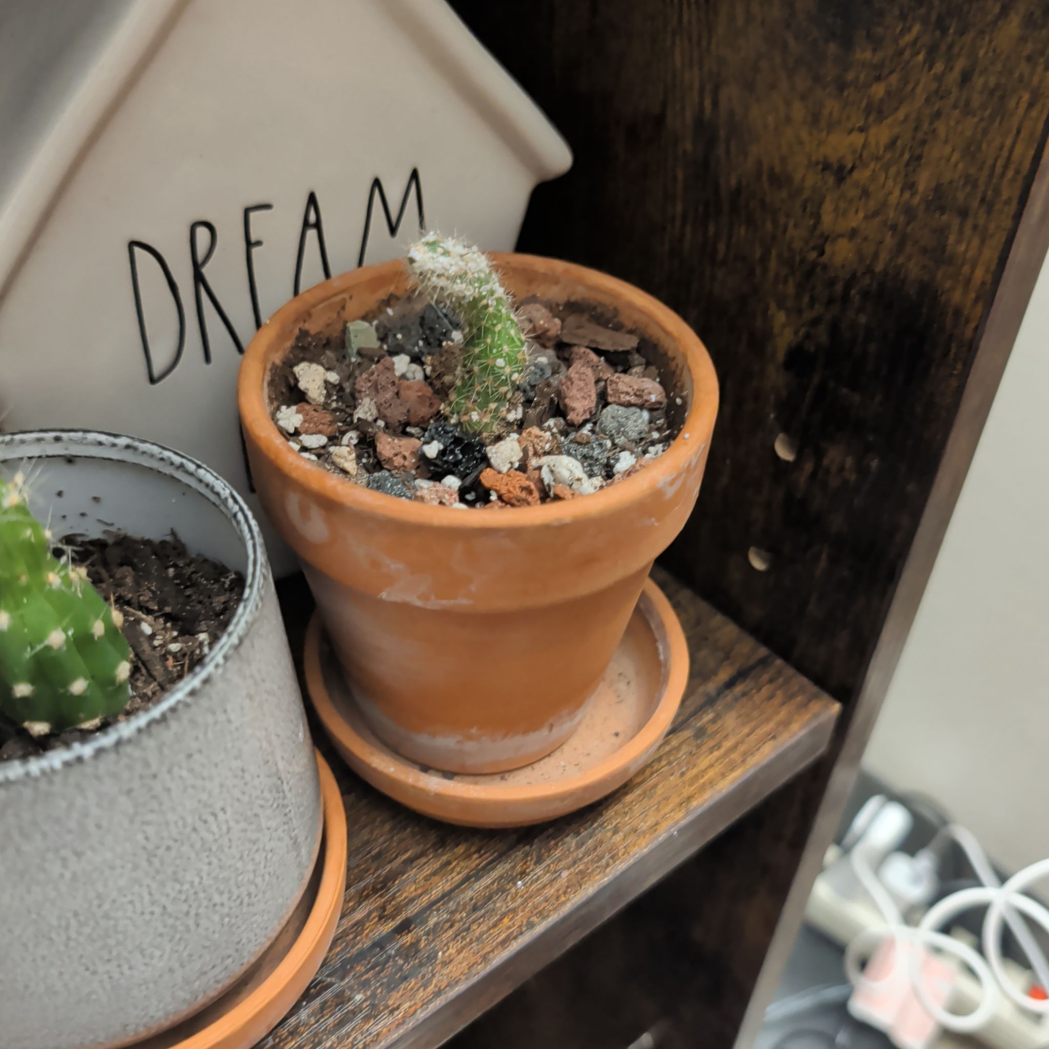Photo of the plant species Sun Goddess Barrel Cactus by @ashleym named Coco on Greg, the plant care app