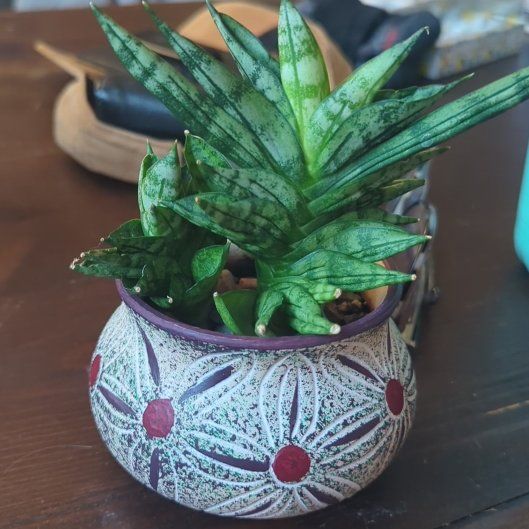 Photo of the plant species Starfish Snake Plant by @ashleym named Sproutacus on Greg, the plant care app