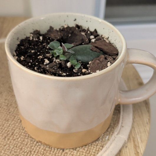 Photo of the plant species jade by @ashleym named Cleopatra on Greg, the plant care app
