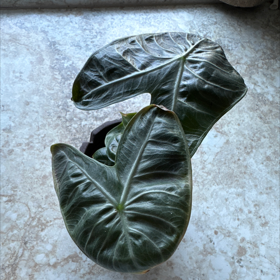 Photo of the plant species Elephant Ear 'Ivory Coast' by @BigwigAlfalfa named Sproutacus on Greg, the plant care app