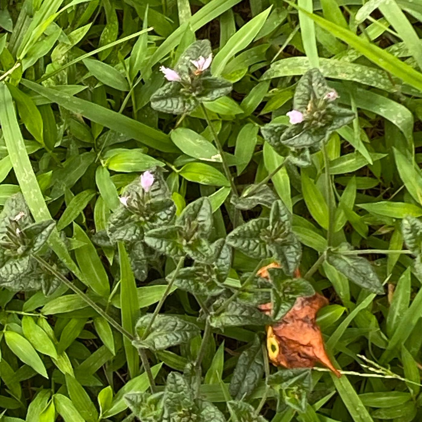 Photo of the plant species Pinkhead Smartweed by @SupersonicWeed named Gates on Greg, the plant care app