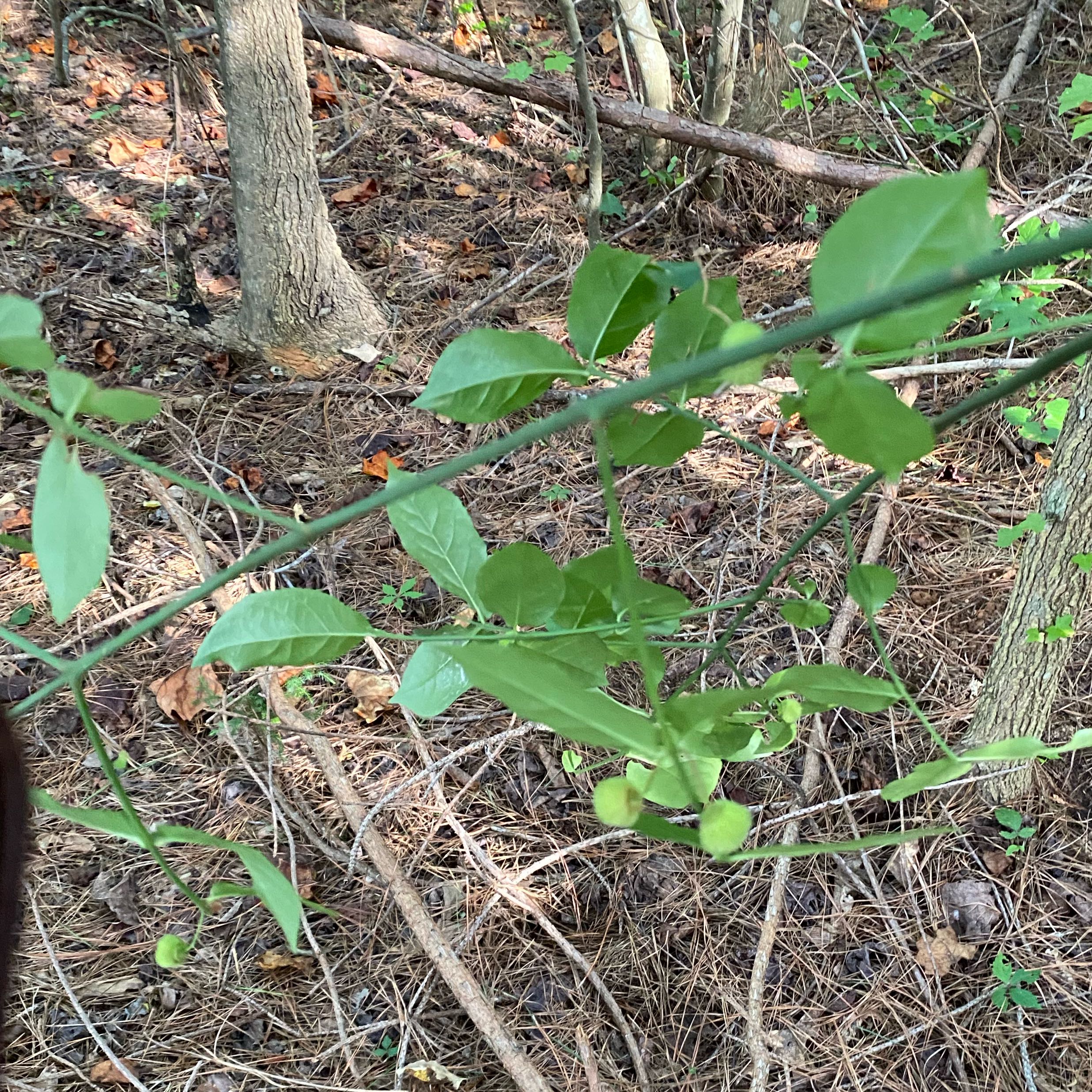 Photo of the plant species European Spindle by @SupersonicWeed named Duke on Greg, the plant care app