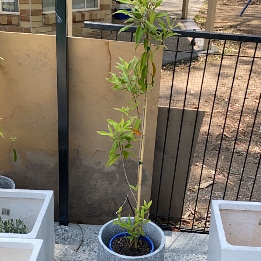 Photo of the plant species Lemon Myrtle by @EthicalBlueiris named Sir Plancelot on Greg, the plant care app