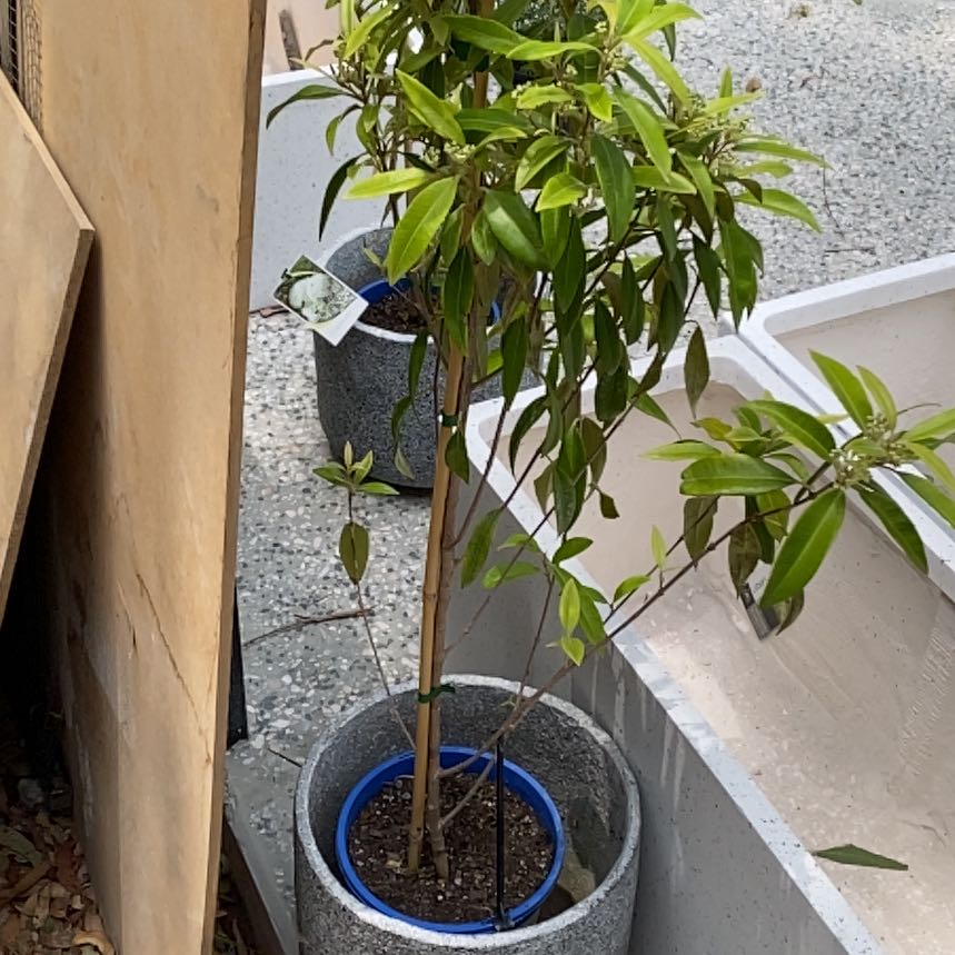 Photo of the plant species Lemon Myrtle by @EthicalBlueiris named Fernie Saunders on Greg, the plant care app