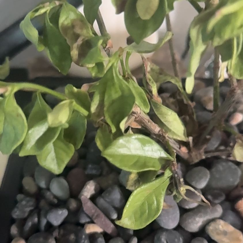 Photo of the plant species Miniature Gardenia by @PrimeTawapou named Kesha on Greg, the plant care app