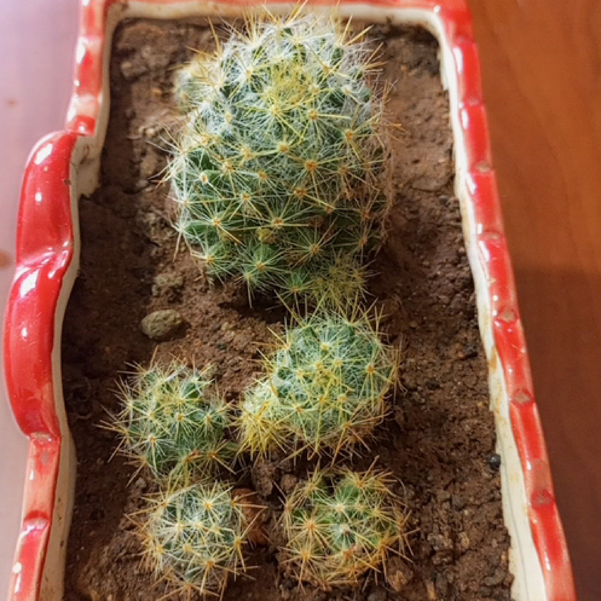 Photo of the plant species Finger Cactus by @SmartNeontetra named Madonna on Greg, the plant care app
