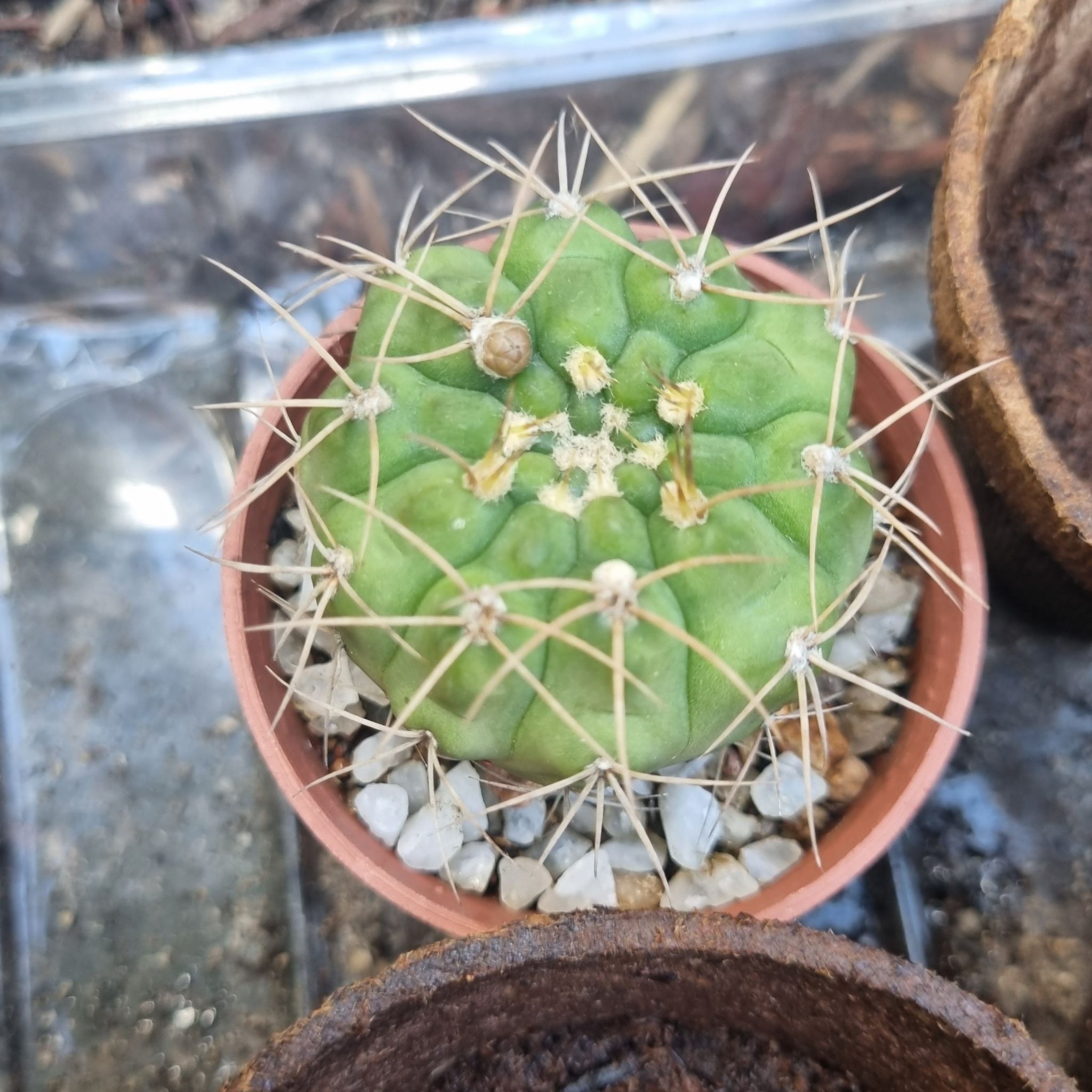 Gymnocalycium anisitsii cactus in a small pot with visible spines and healthy green color.