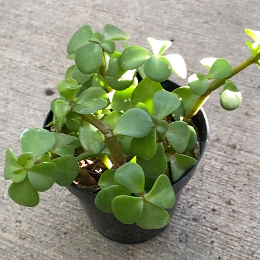 Is Elephant Bush Toxic to Dogs  