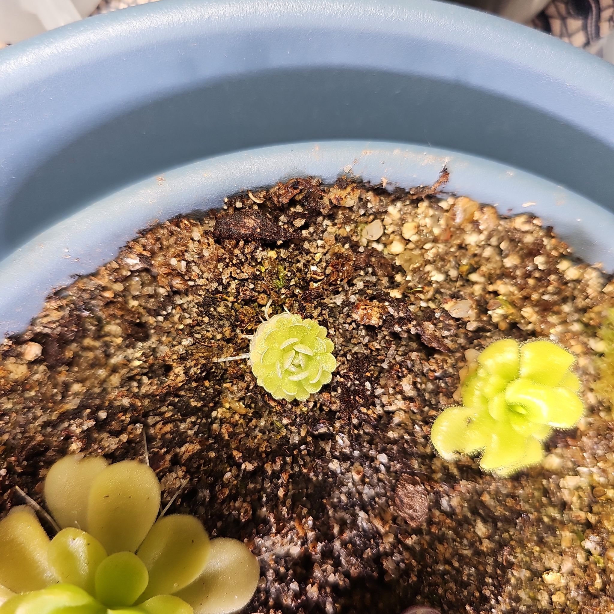 Potted Mexican Butterwort plant with multiple rosettes and visible soil.