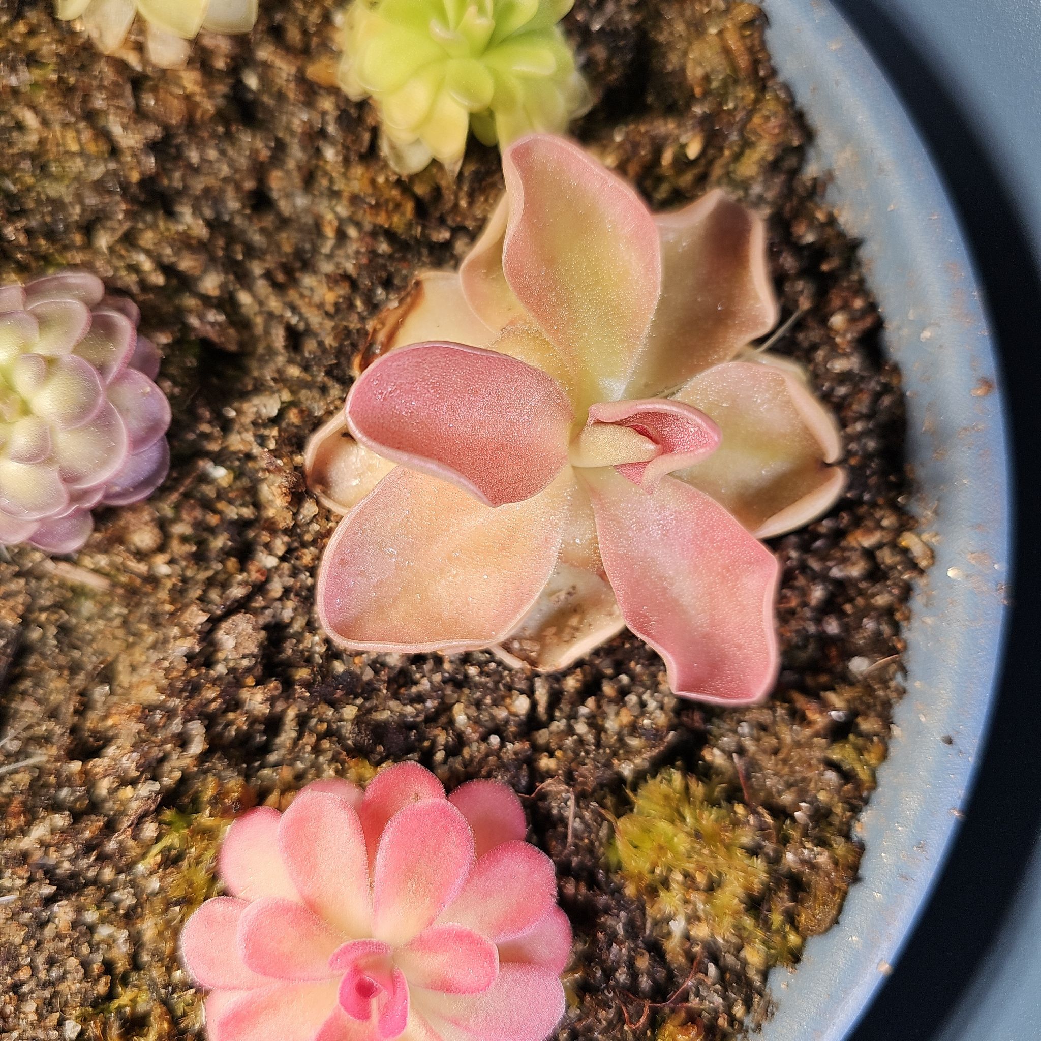 Mexican Butterwort plant with pinkish leaves in a pot with soil, surrounded by other small plants.