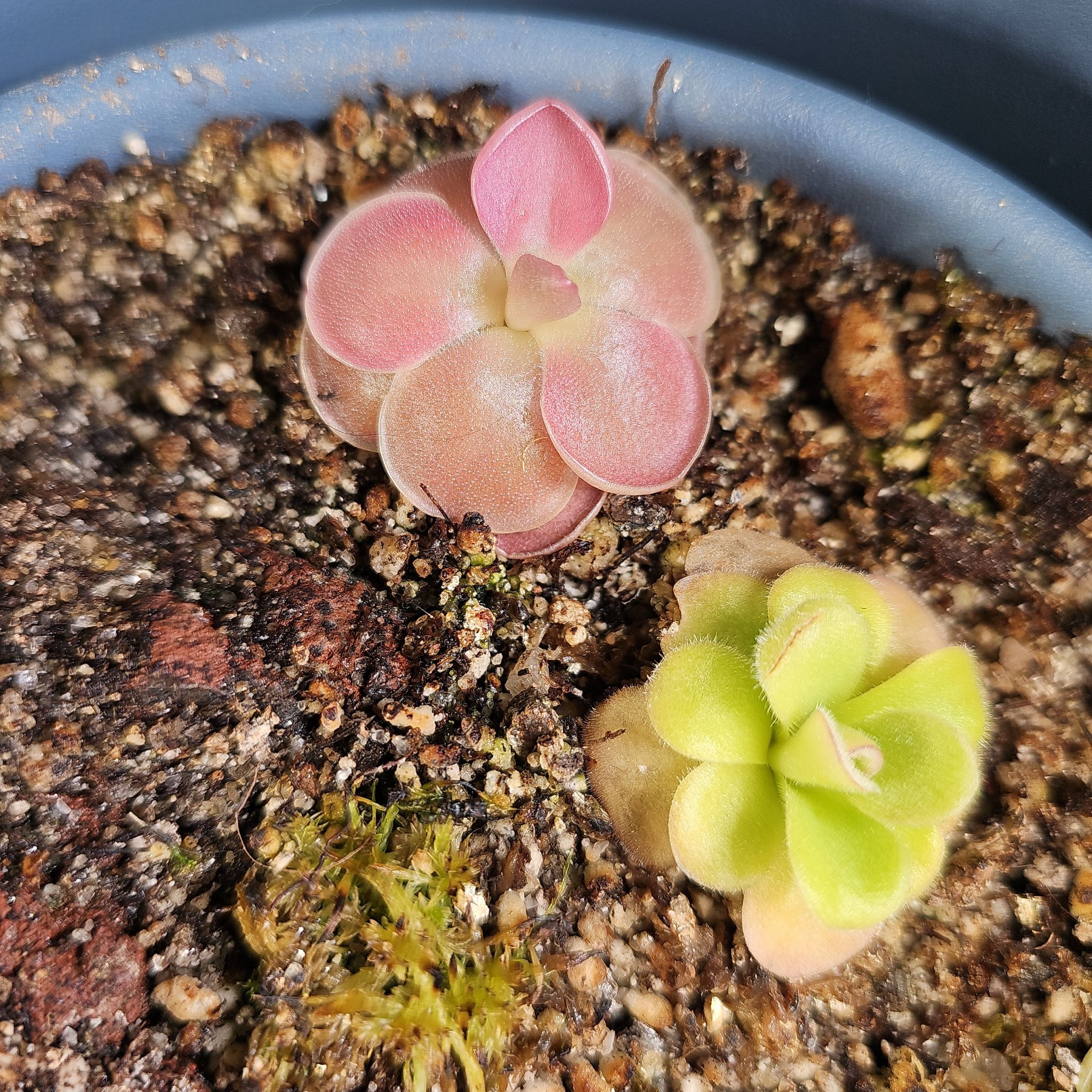 Two Mexican Butterwort plants in a pot with visible soil, one with pinkish leaves and the other with green leaves.