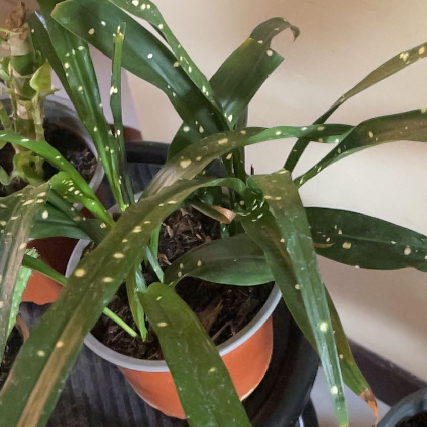 Photo of the plant species Variegated Cast Iron Plant by @UppermostSapote named Bodhi on Greg, the plant care app