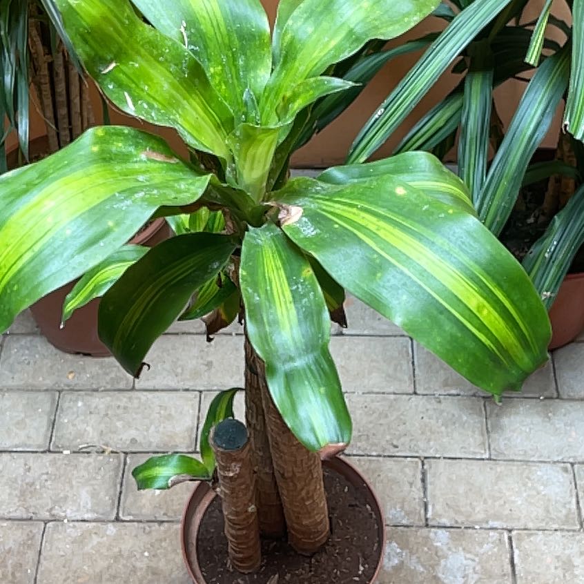 Photo of the plant species Corn Plant by @UppermostSapote named Stella on Greg, the plant care app