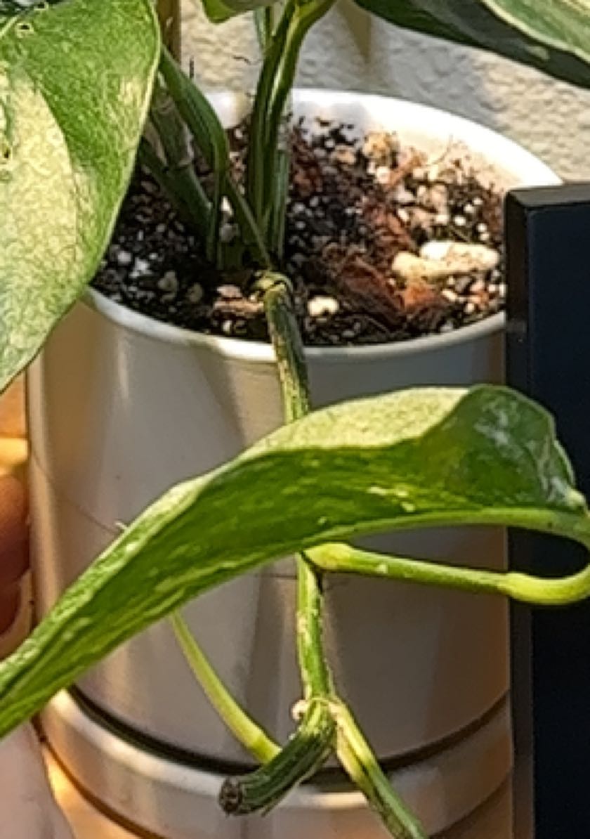 Photo of the plant species Epriprenum Aureum by @CelestialOkra named Mollie on Greg, the plant care app