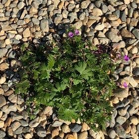 Photo of the plant species Bloody Geranium by @LoyalCacaotree named Terra on Greg, the plant care app
