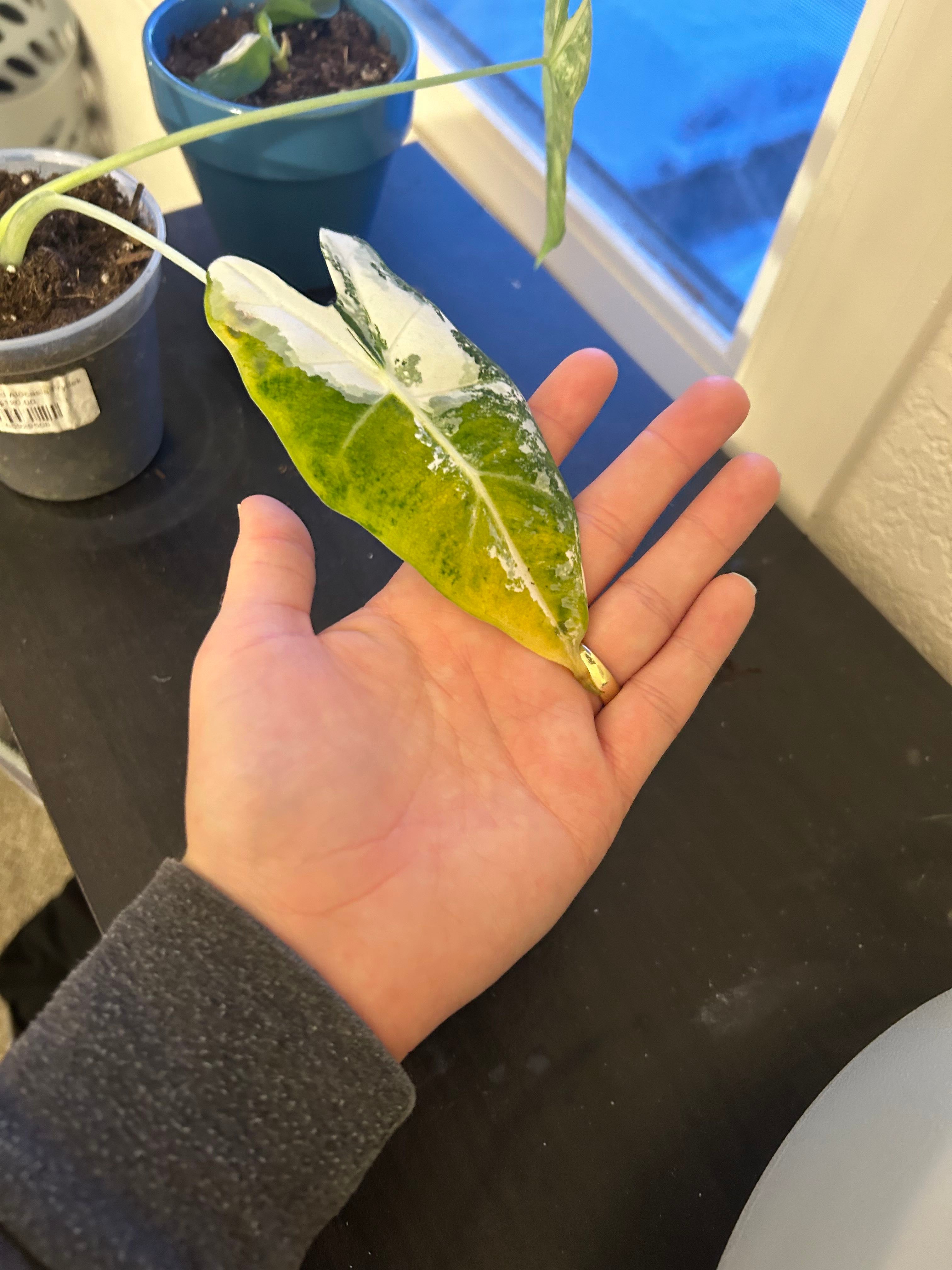 Why Are There Brown Spots on My Alocasia 'Frydek Variegata'? 🩹