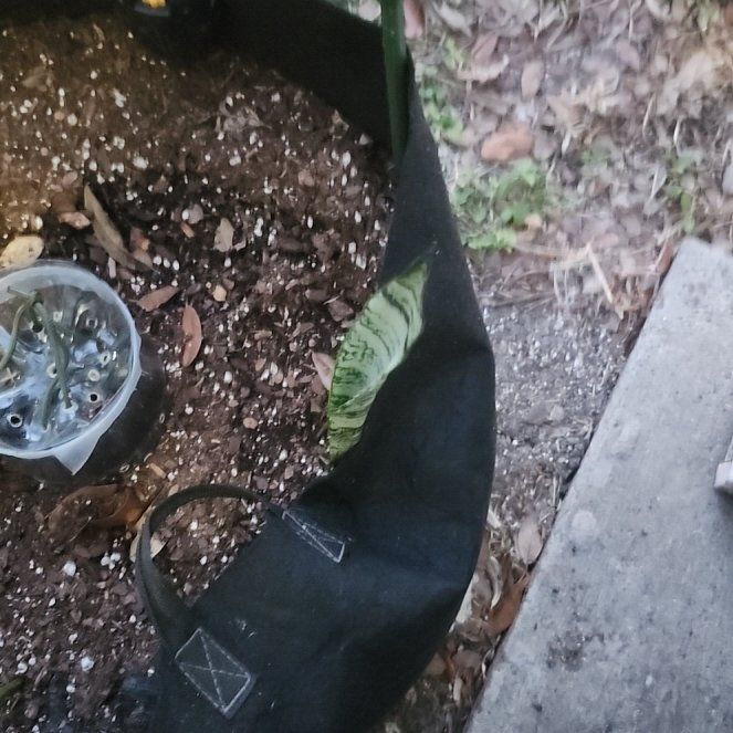 Photo of the plant species Futura Superba Snake Plant by @DaintyHairbrush named Rosa on Greg, the plant care app