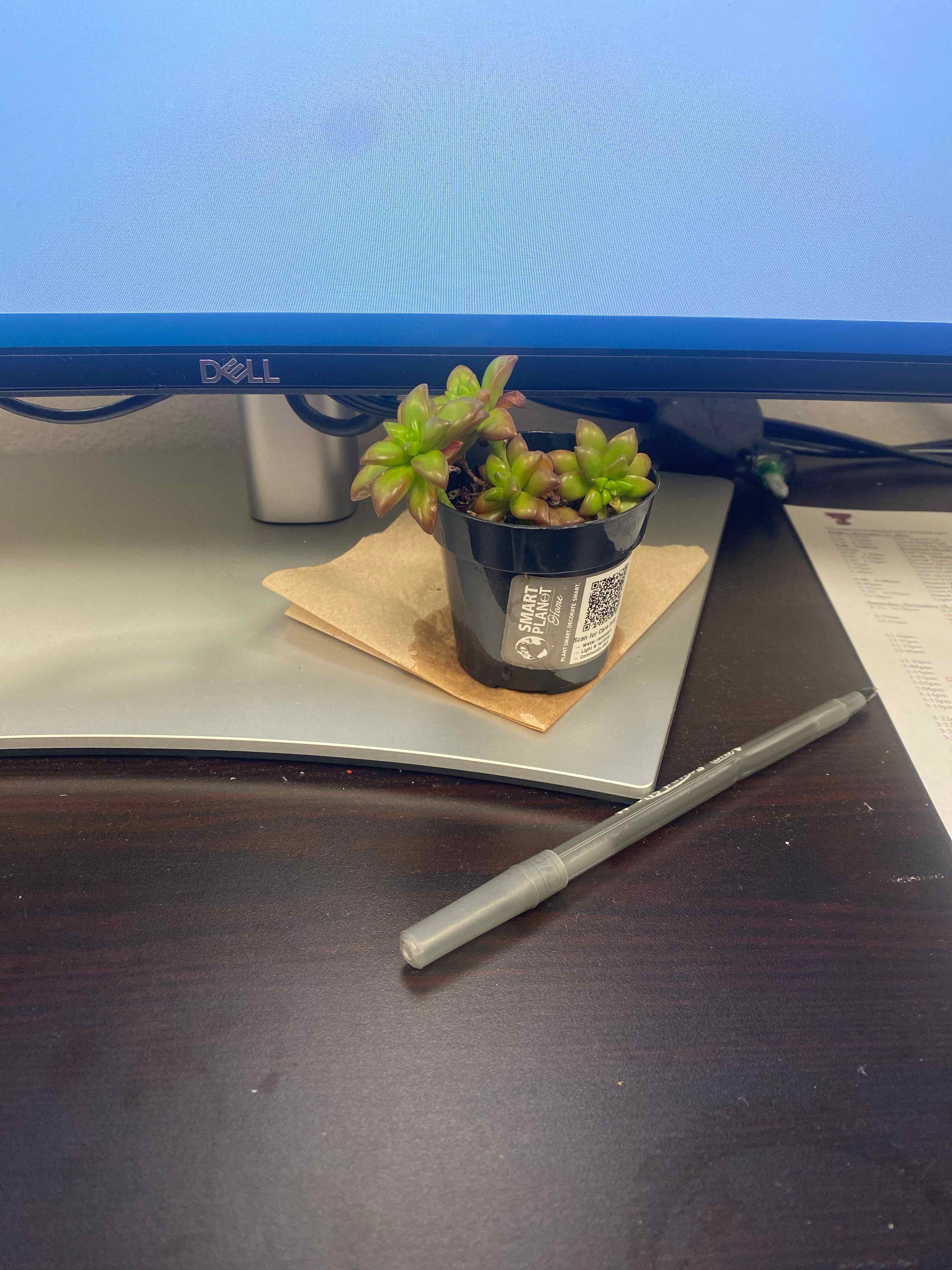 Sedum adolphi 'Shooting Stars' plant in a small pot on a desk, appears healthy with green leaves and reddish tips.