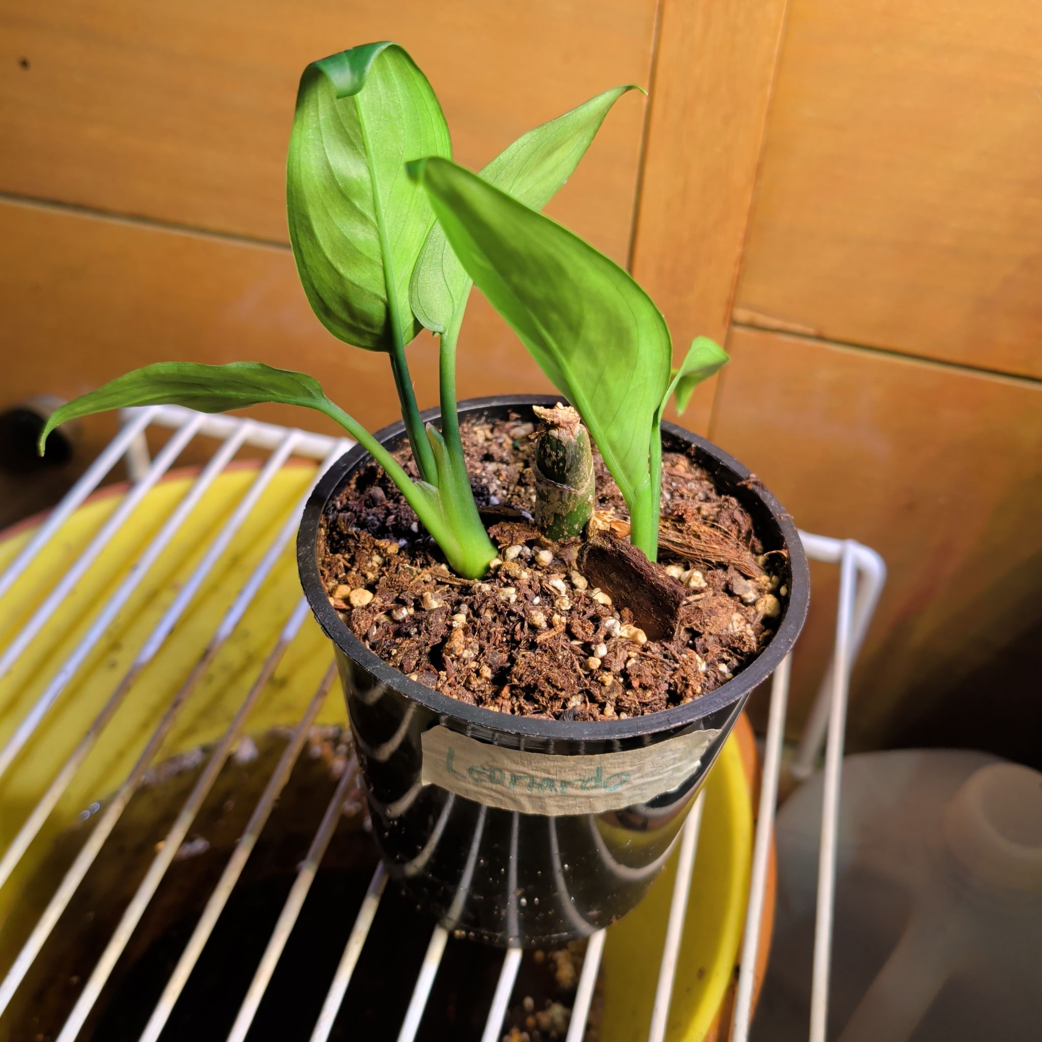 Photo of the plant species Philippines Aglaonema by @PlantParent72 named Leonardo on Greg, the plant care app