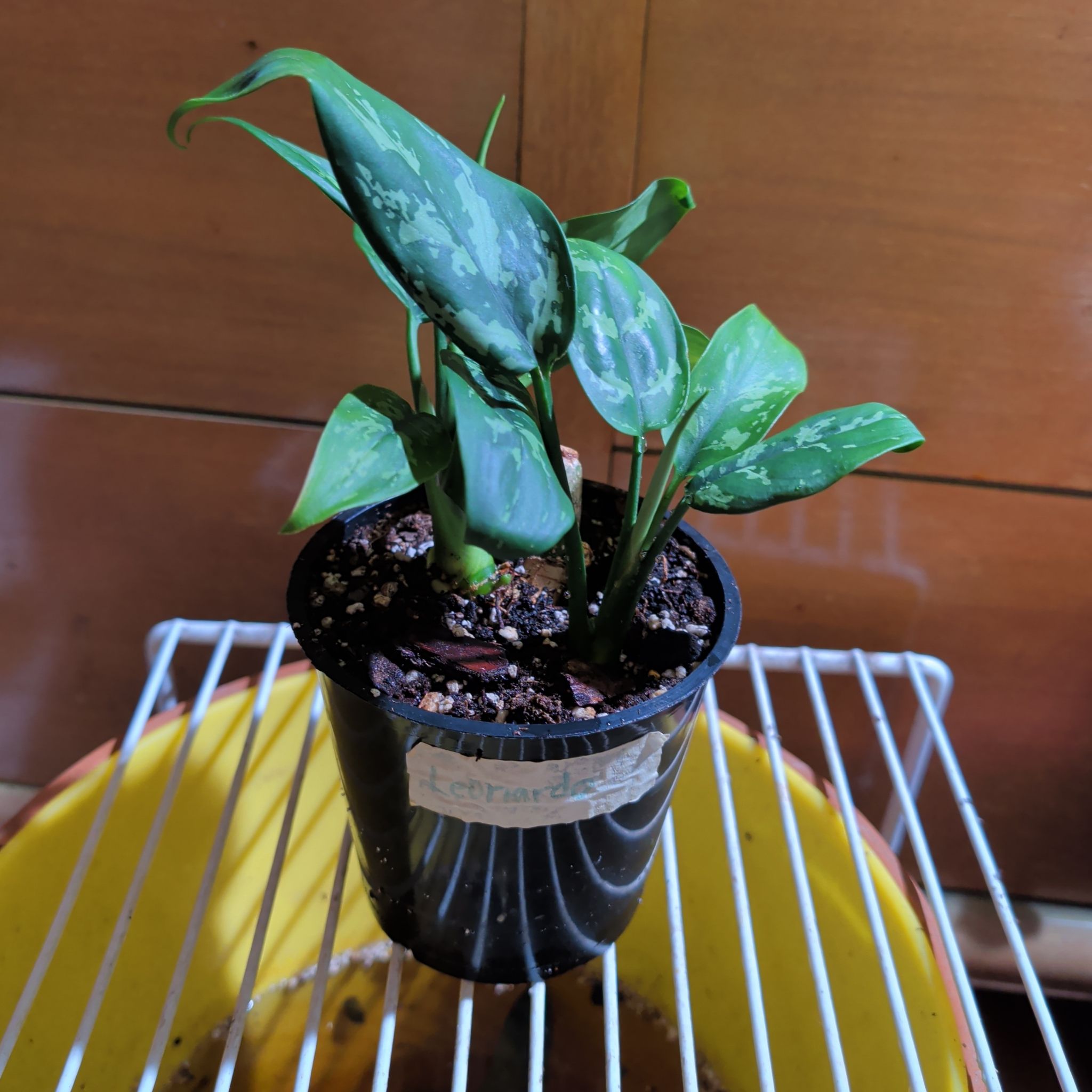 Photo of the plant species Philippines Aglaonema by @PlantParent72 named Leonardo on Greg, the plant care app