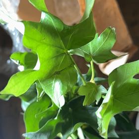 Photo of the plant species Cape Ivy by @SleekLeadplant named Peter Parker on Greg, the plant care app