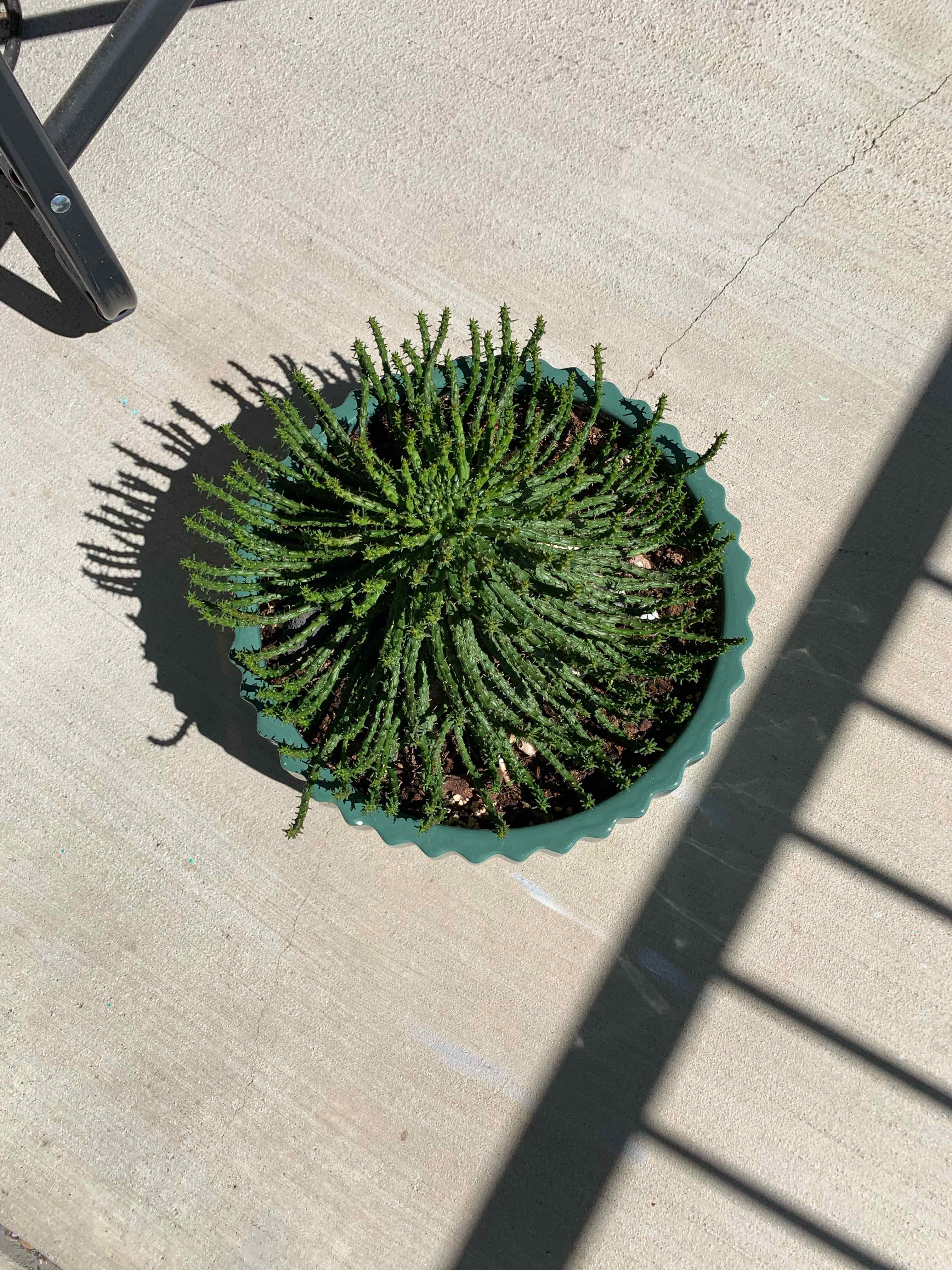 Potted Medusa's Head plant with long, thin, green stems radiating outward.