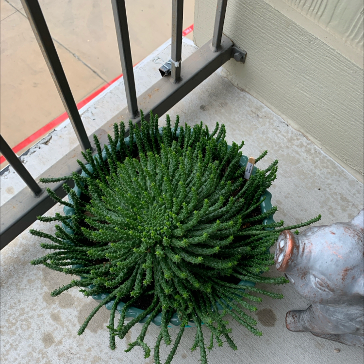 Medusa's Head plant in a pot on a balcony, healthy and well-maintained.