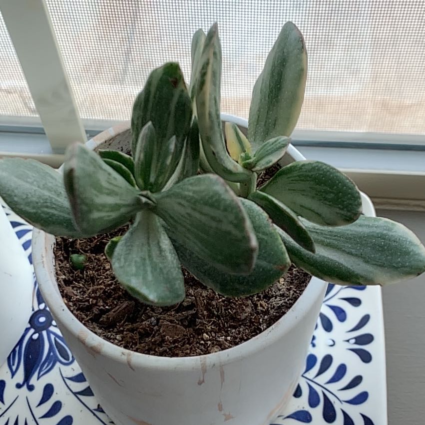 Variegated jade plant in a white pot on a decorative surface, appears healthy.