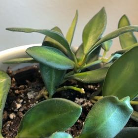 Photo of the plant species Hoya Stoneiana by @FitYerbasanta named Stoney on Greg, the plant care app