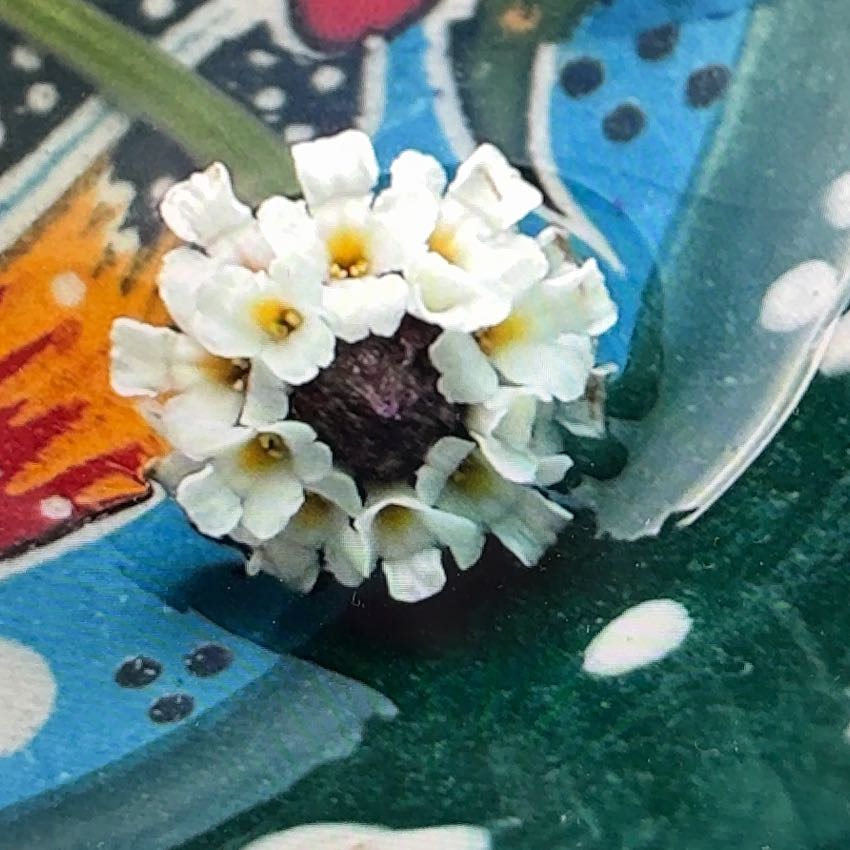 Photo of the plant species Velvet Shrubverbena by @FitYerbasanta named Madonna on Greg, the plant care app