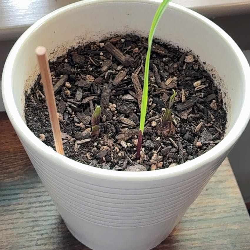Photo of the plant species Clove Tree by @FitYerbasanta named Clovi on Greg, the plant care app