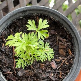 Photo of the plant species Knight's Spur by @FitYerbasanta named Curie on Greg, the plant care app