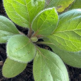 Photo of the plant species Gloriosa Daisy by @FitYerbasanta named Harper on Greg, the plant care app