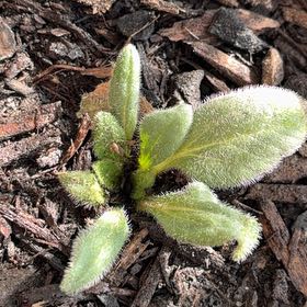 Photo of the plant species Yellow Daisy by @FitYerbasanta named Emerson on Greg, the plant care app
