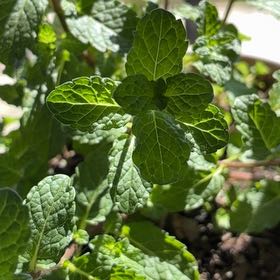 Photo of the plant species Moroccan Mint by @FitYerbasanta named Morrocan on Greg, the plant care app