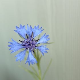 Photo of the plant species Centaurea Cyanus by @FitYerbasanta named Michelle Branch on Greg, the plant care app