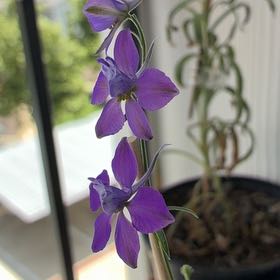 Photo of the plant species Doubtful Knight's-Spur by @FitYerbasanta named Aristotle on Greg, the plant care app