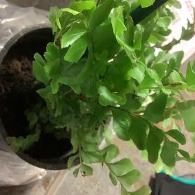 Photo of the plant species Didymochlaena Truncatula by @CivilAgavenova named Luna on Greg, the plant care app