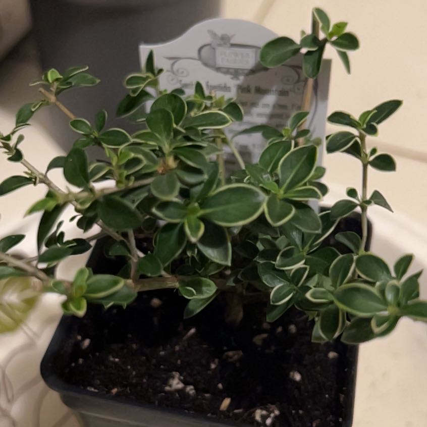 Photo of the plant species Pink Mountain Serissa by @BriskGhostplant named Luna on Greg, the plant care app