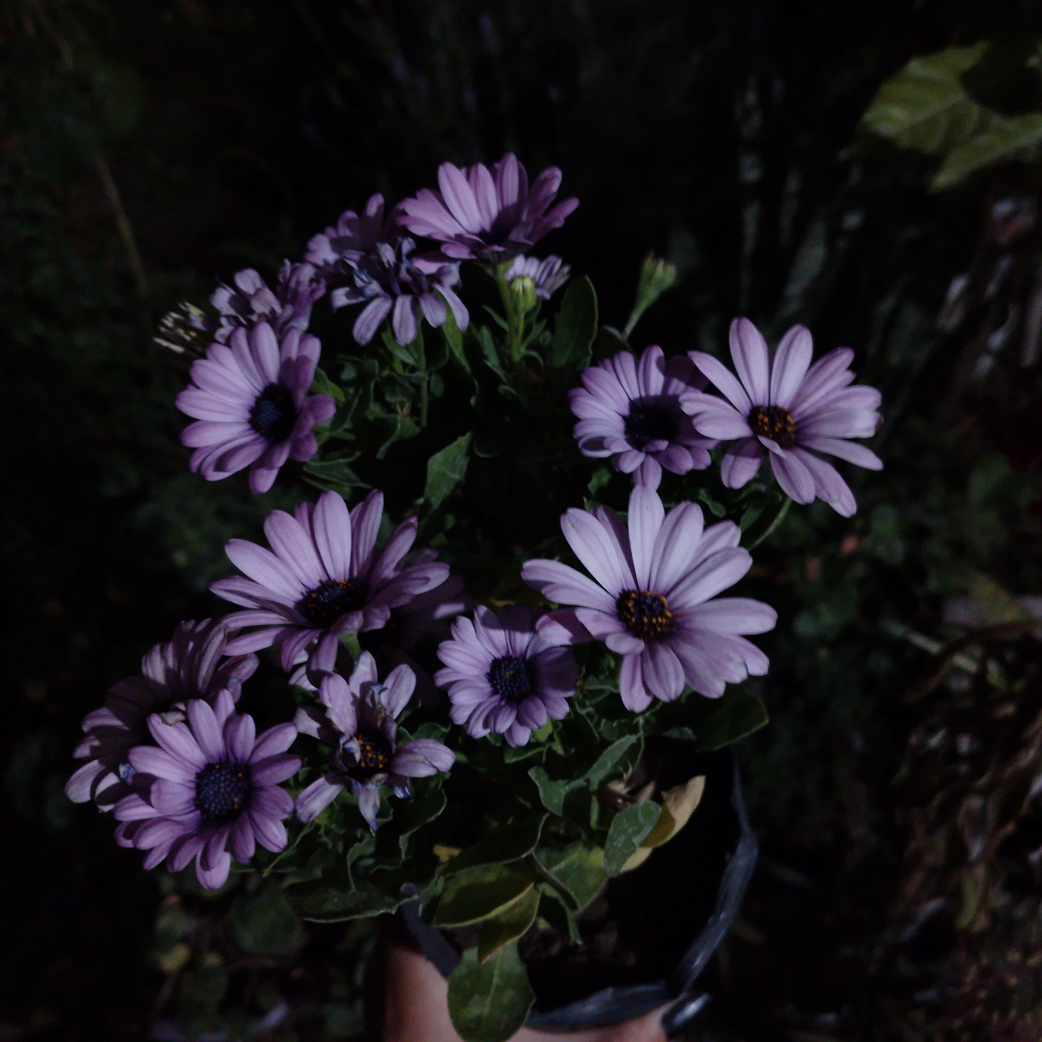 Flowering Weather Prophet plant with purple daisy-like flowers, held by a hand.