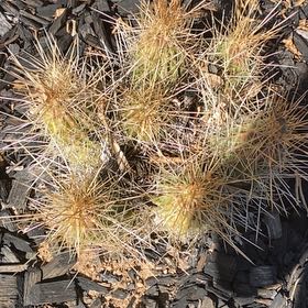 Photo of the plant species Strawberry Cactus by @KnightChervil named Orwell on Greg, the plant care app