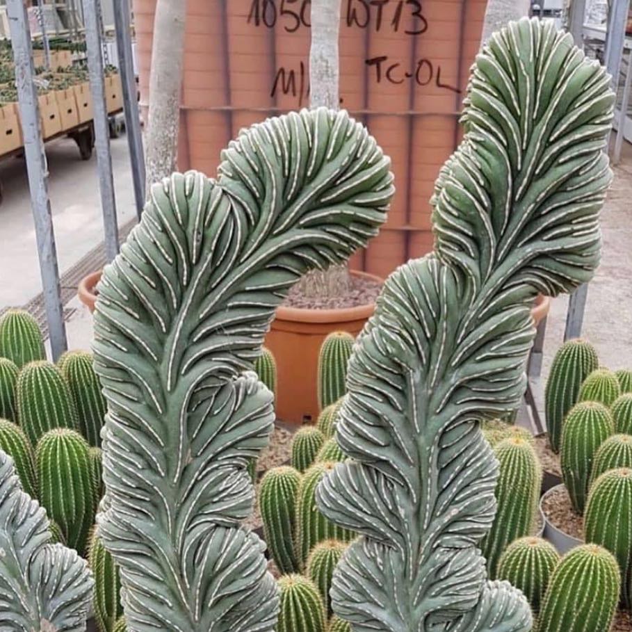 Photo of the plant species Noble Fir by @LikelyLiquorice named Nemo on Greg, the plant care app