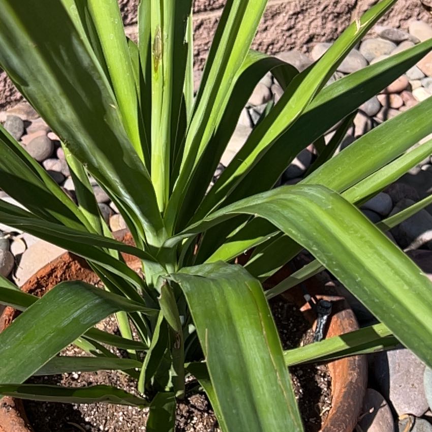 Photo of the plant species Variegated Spanish Dagger by @LikelyLiquorice named Sir Plancelot on Greg, the plant care app